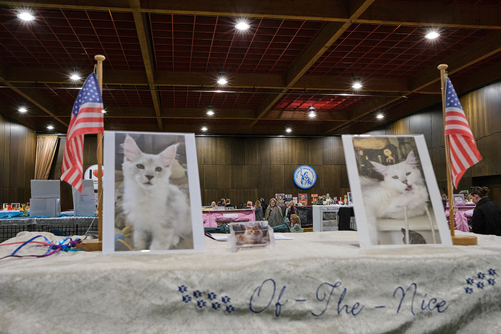 reportage-uber-katzenhaltung-im-rahmen-der-ausbildung-zur-fotografin-entstanden-342