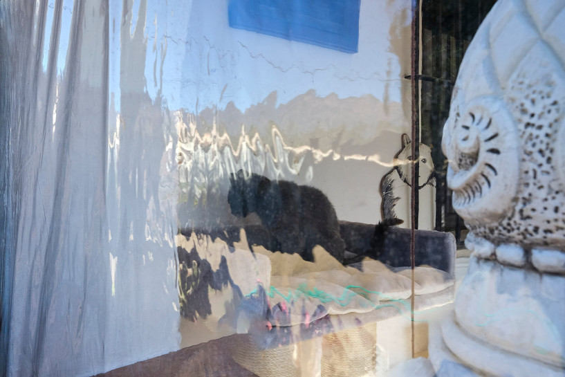 reportage-uber-katzenhaltung-im-rahmen-der-ausbildung-zur-fotografin-entstanden-338