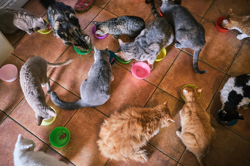 reportage-uber-katzenhaltung-im-rahmen-der-ausbildung-zur-fotografin-entstanden-358