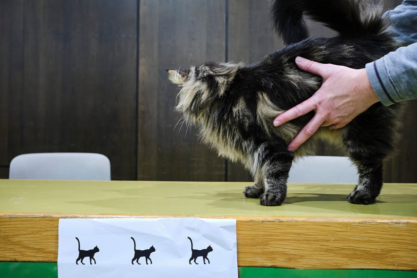 reportage-uber-katzenhaltung-im-rahmen-der-ausbildung-zur-fotografin-entstanden-336