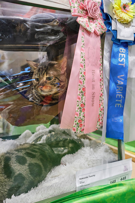 reportage-uber-katzenhaltung-im-rahmen-der-ausbildung-zur-fotografin-entstanden-356